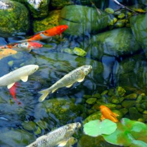 Koi Pond