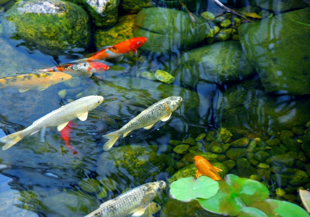 Koi Pond