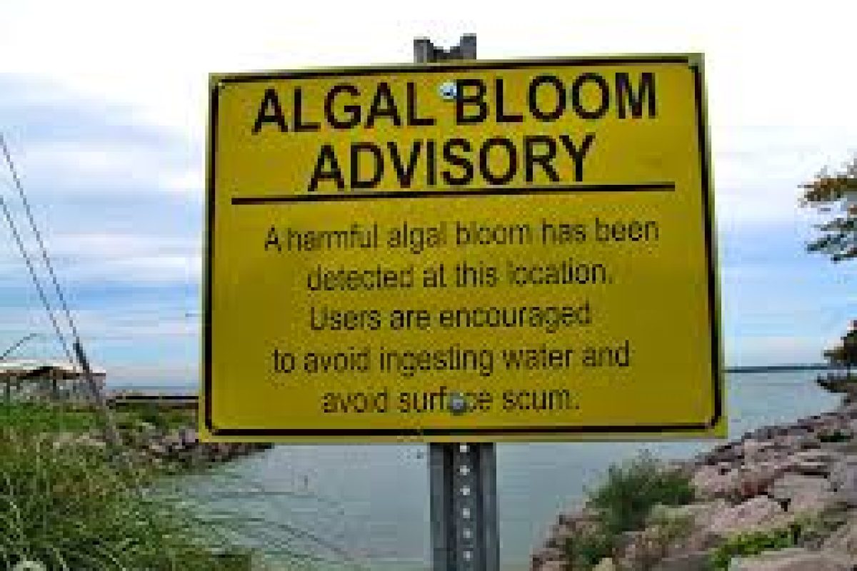 Algea-Bloom