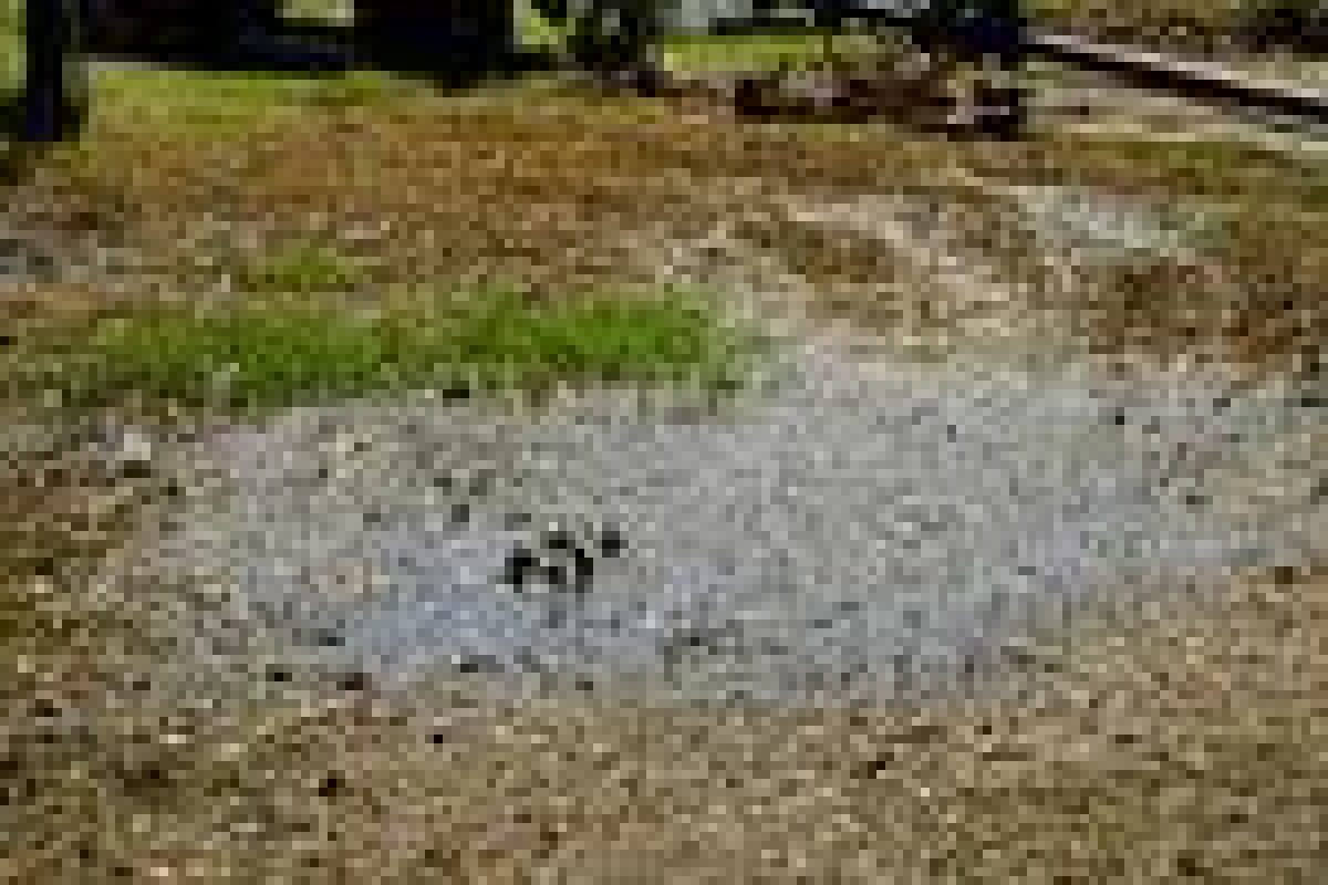 Septic-System-Problems